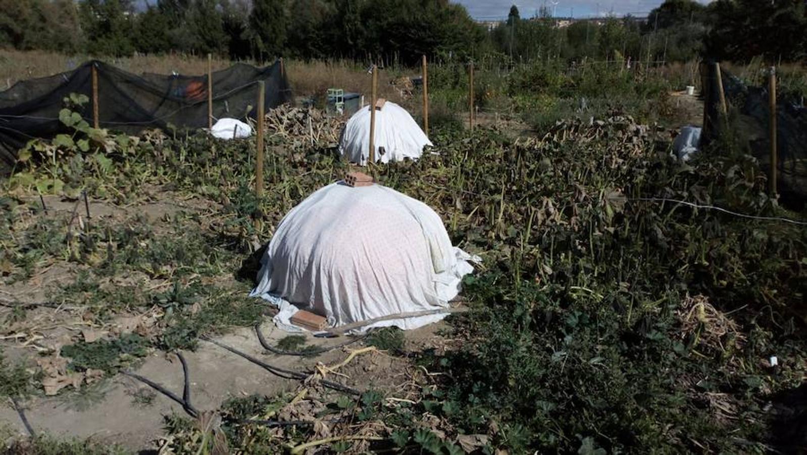 La calabaza de 600 kilos cultivada por el palentino Sergio García logra el primer puesto en el certamen de calabazas gigantes de Igüeña.