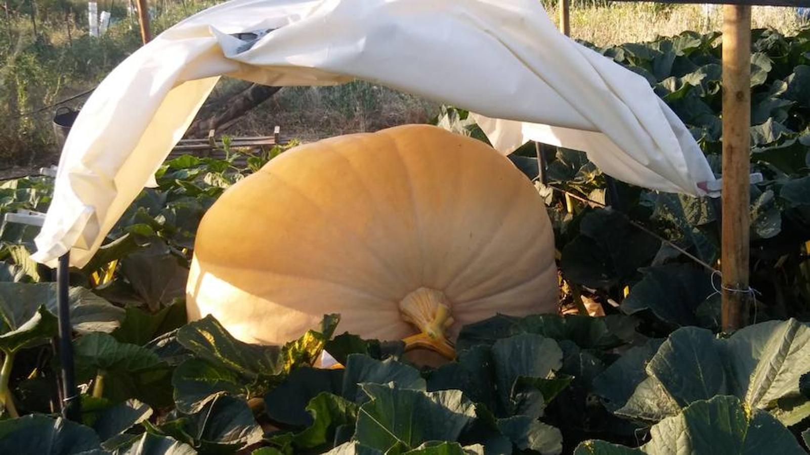 La calabaza de 600 kilos cultivada por el palentino Sergio García logra el primer puesto en el certamen de calabazas gigantes de Igüeña.