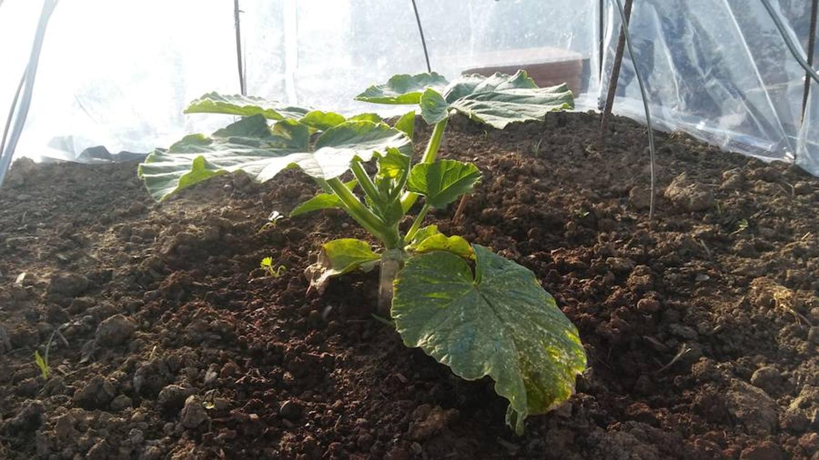 La calabaza de 600 kilos cultivada por el palentino Sergio García logra el primer puesto en el certamen de calabazas gigantes de Igüeña.