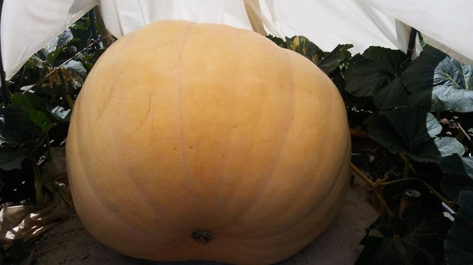 La calabaza de 600 kilos cultivada por el palentino Sergio García logra el primer puesto en el certamen de calabazas gigantes de Igüeña.