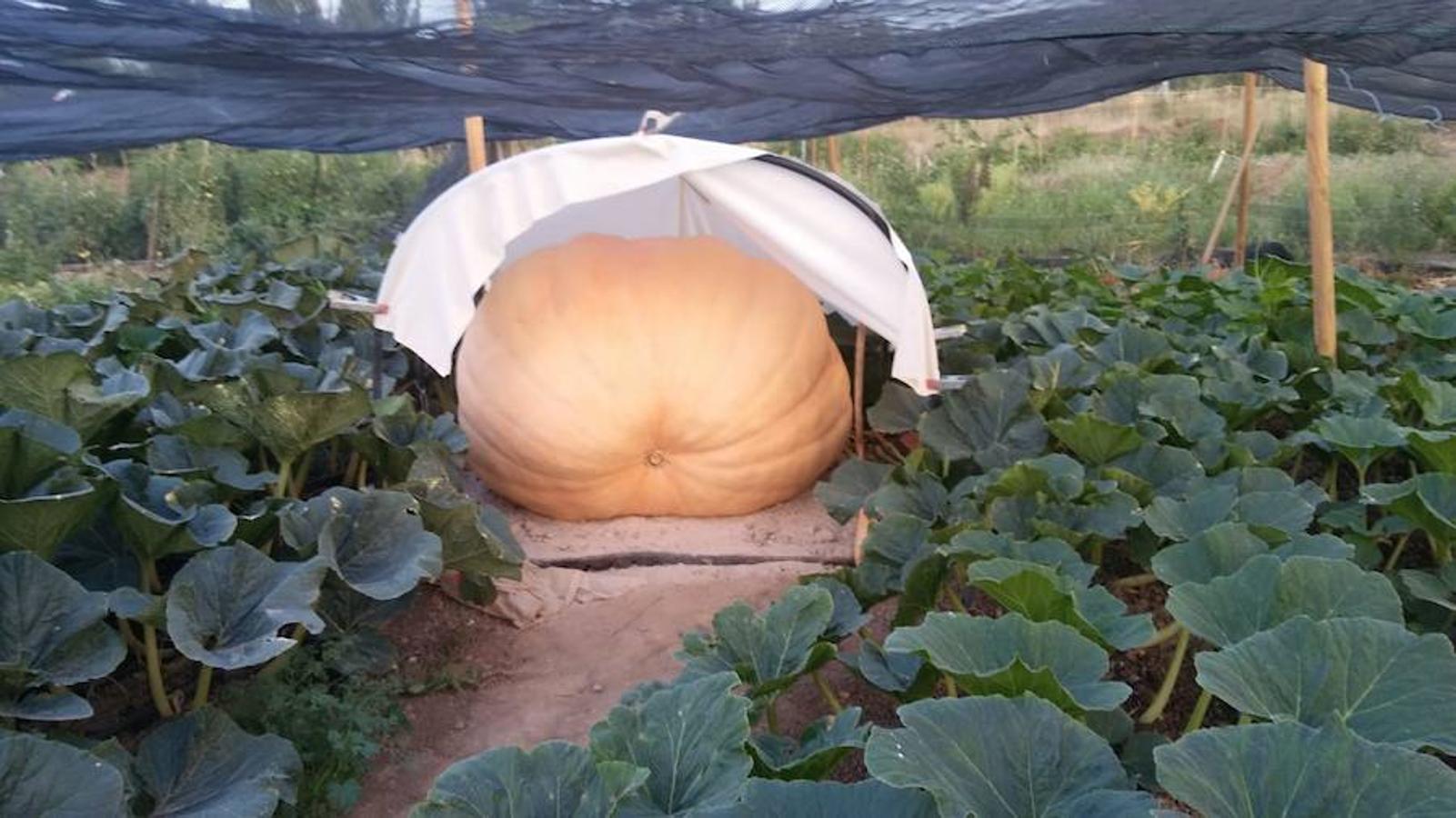 La calabaza de 600 kilos cultivada por el palentino Sergio García logra el primer puesto en el certamen de calabazas gigantes de Igüeña.