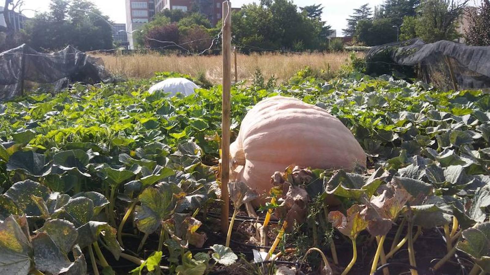 La calabaza de 600 kilos cultivada por el palentino Sergio García logra el primer puesto en el certamen de calabazas gigantes de Igüeña.