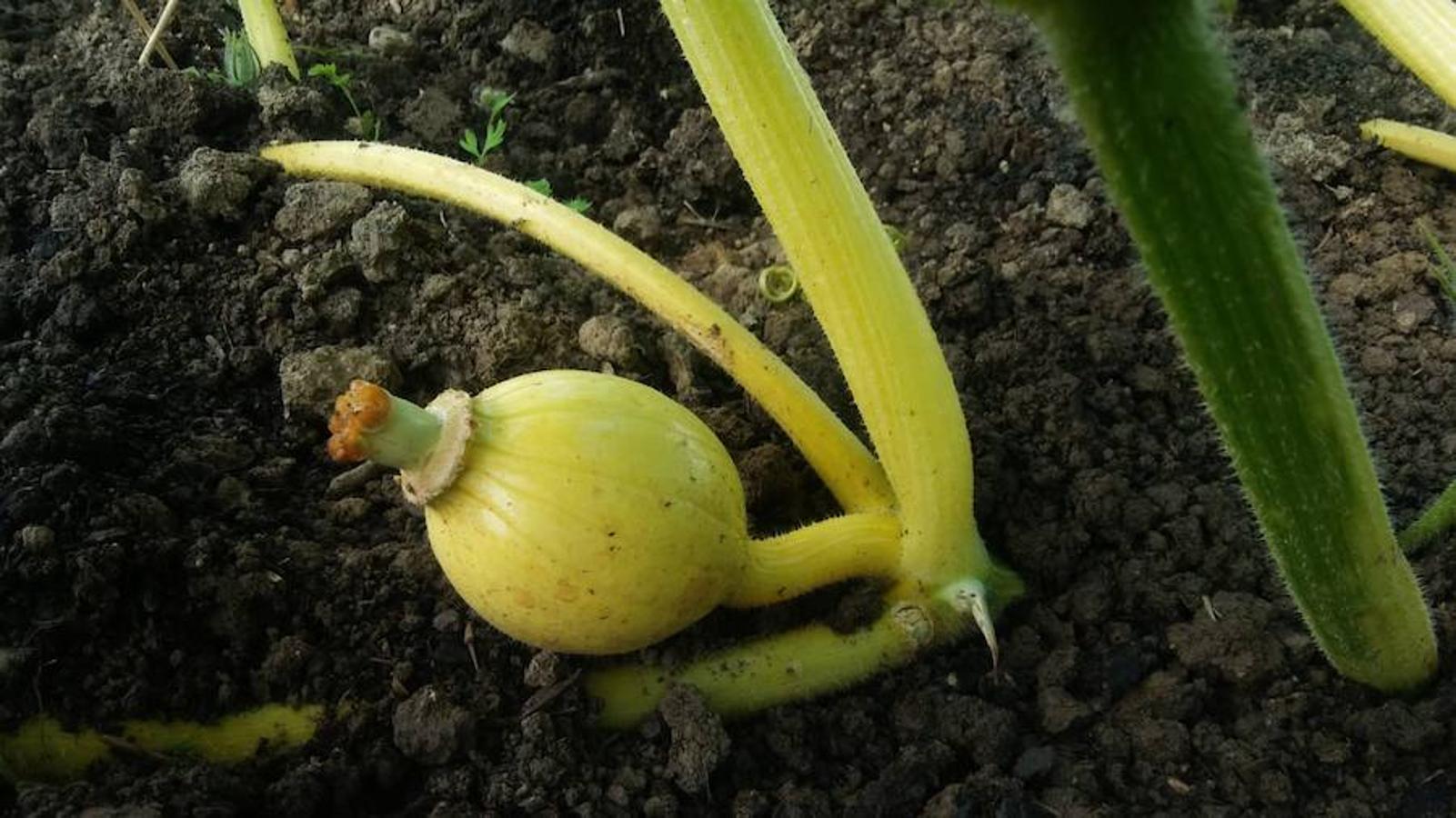 La calabaza de 600 kilos cultivada por el palentino Sergio García logra el primer puesto en el certamen de calabazas gigantes de Igüeña.