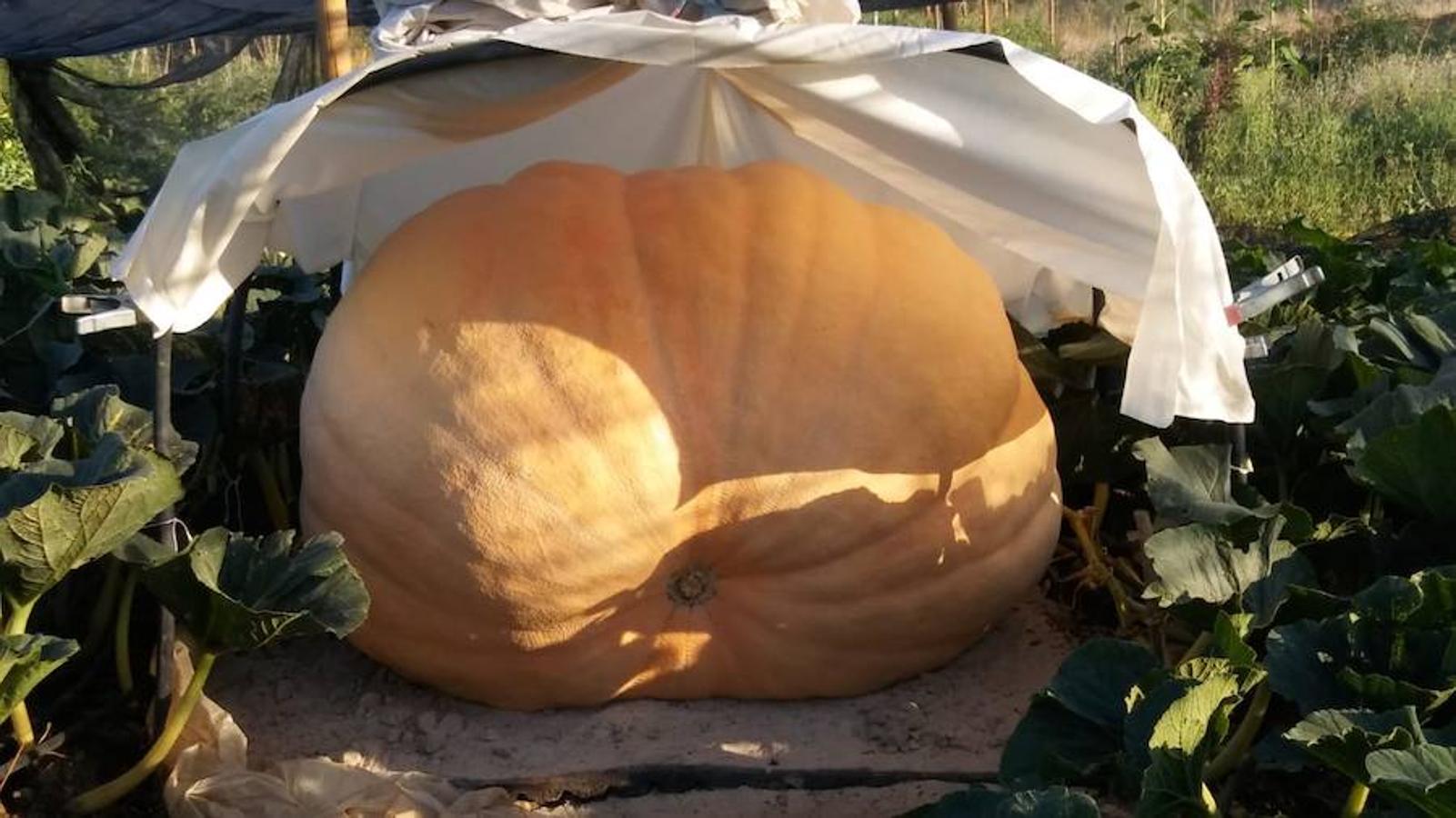 La calabaza de 600 kilos cultivada por el palentino Sergio García logra el primer puesto en el certamen de calabazas gigantes de Igüeña.