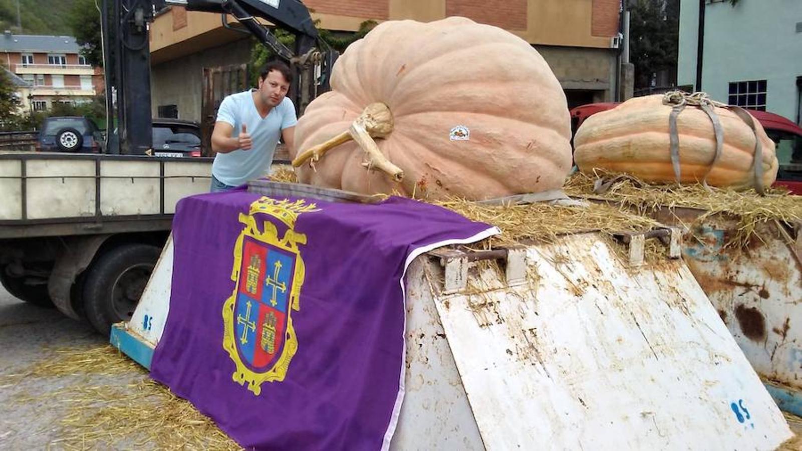 La calabaza de 600 kilos cultivada por el palentino Sergio García logra el primer puesto en el certamen de calabazas gigantes de Igüeña.