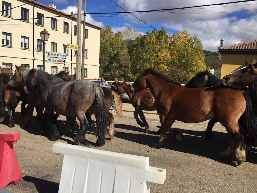 Fotos: Feria de caballos en La Pernía