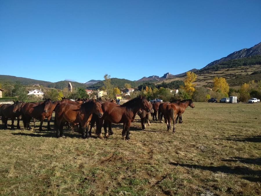 Fotos: Feria de caballos en La Pernía