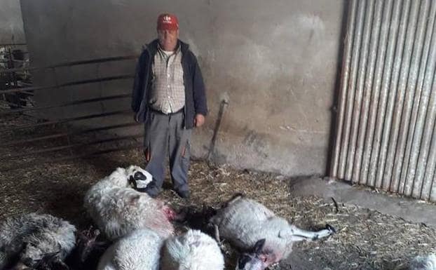 El ganadero Eduardo Herrero, junto a alguna de sus ovejas muertas a causa de los ataques del lobo.