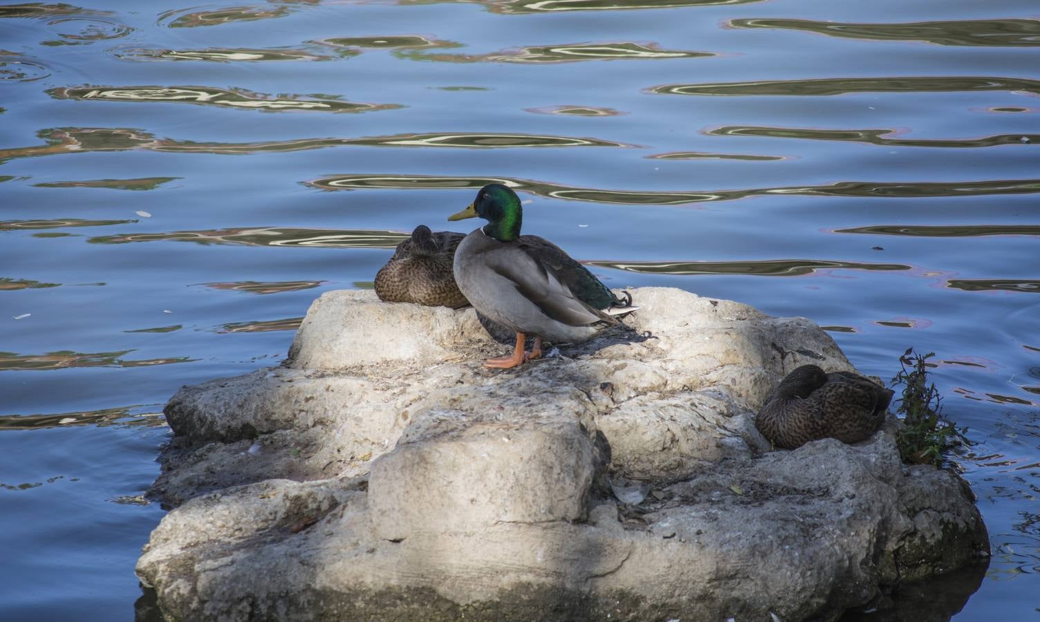 Fotos: Un paseo por el río