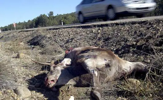 Restos de un ciervo en la cuneta de una carretera.