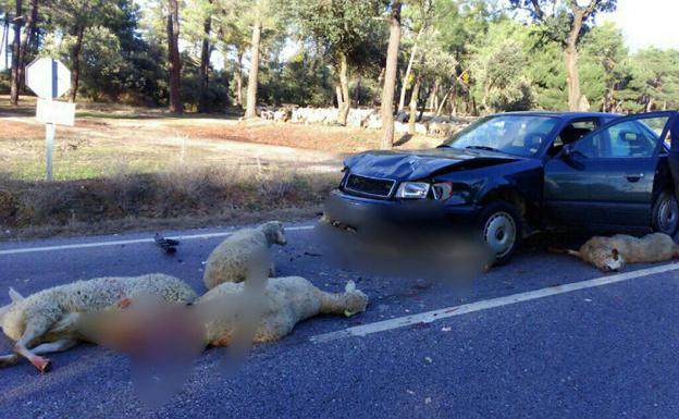 Atropello de ovejas en Cabezuela en enero de 2016.