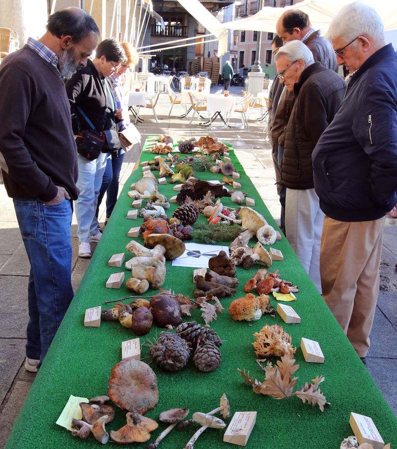 Fotos: Segovia celebra San Frutos (2)