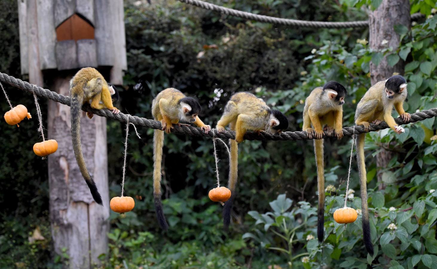 Algunos de los animales del zoo de Londres como los monos ardillas bolivianos, las jirafas y los gorilas disfrutan en sus recintos de los adornos espeluznantes para la fiesta anual de Halloween