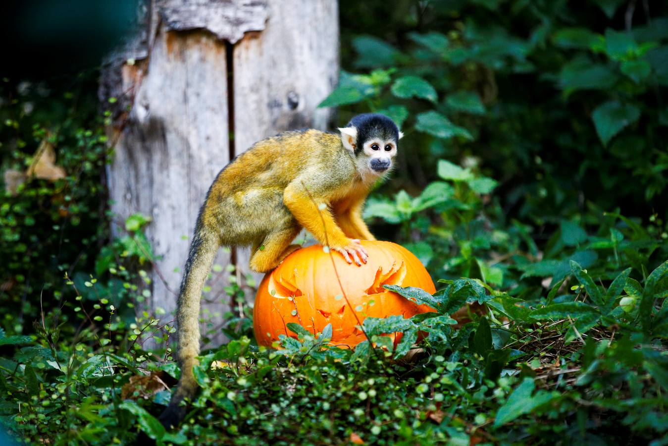 Algunos de los animales del zoo de Londres como los monos ardillas bolivianos, las jirafas y los gorilas disfrutan en sus recintos de los adornos espeluznantes para la fiesta anual de Halloween