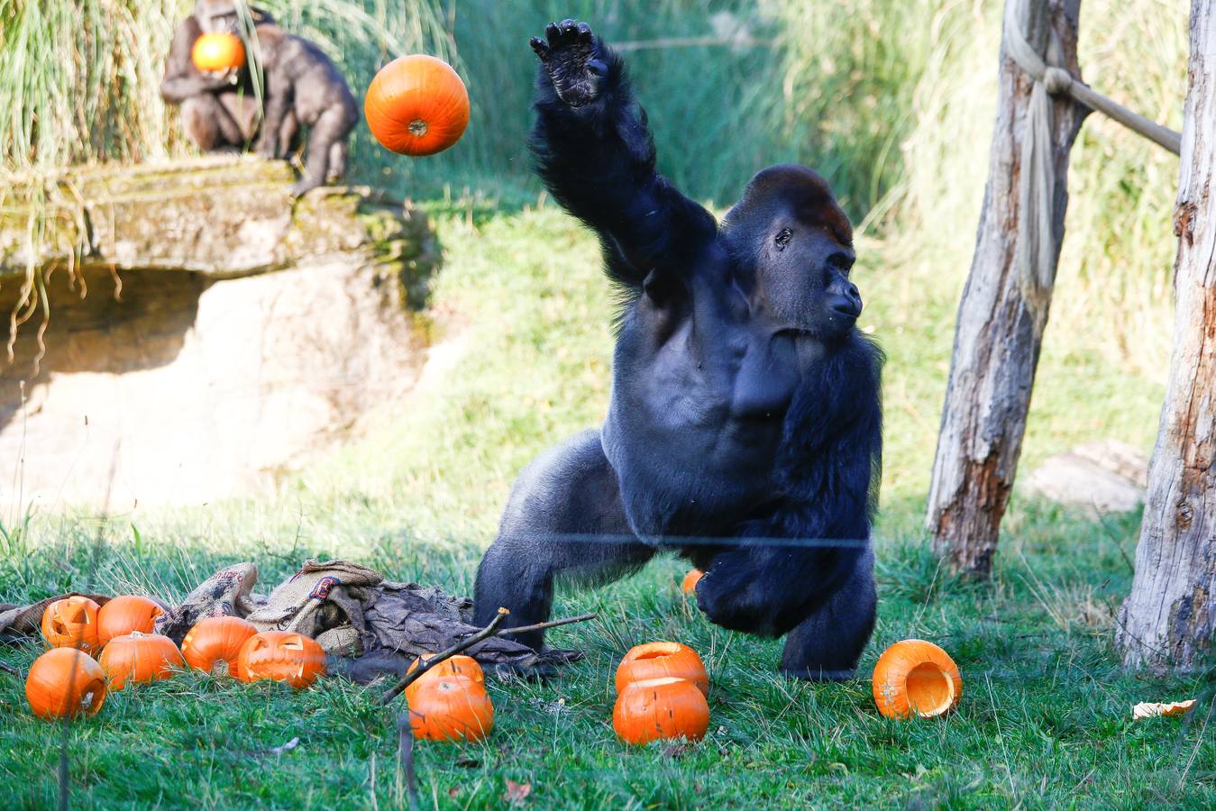 Algunos de los animales del zoo de Londres como los monos ardillas bolivianos, las jirafas y los gorilas disfrutan en sus recintos de los adornos espeluznantes para la fiesta anual de Halloween