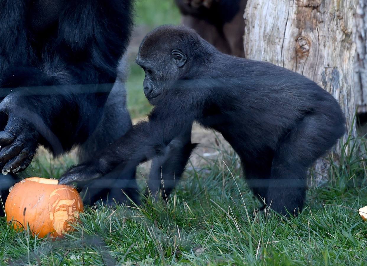 Algunos de los animales del zoo de Londres como los monos ardillas bolivianos, las jirafas y los gorilas disfrutan en sus recintos de los adornos espeluznantes para la fiesta anual de Halloween