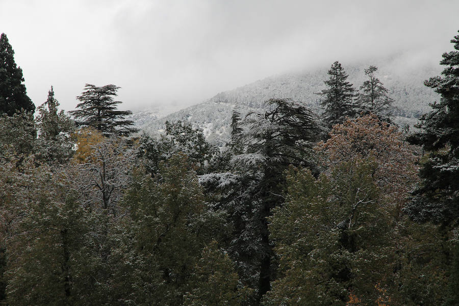 Fotos: Primeras nieves en La Granja