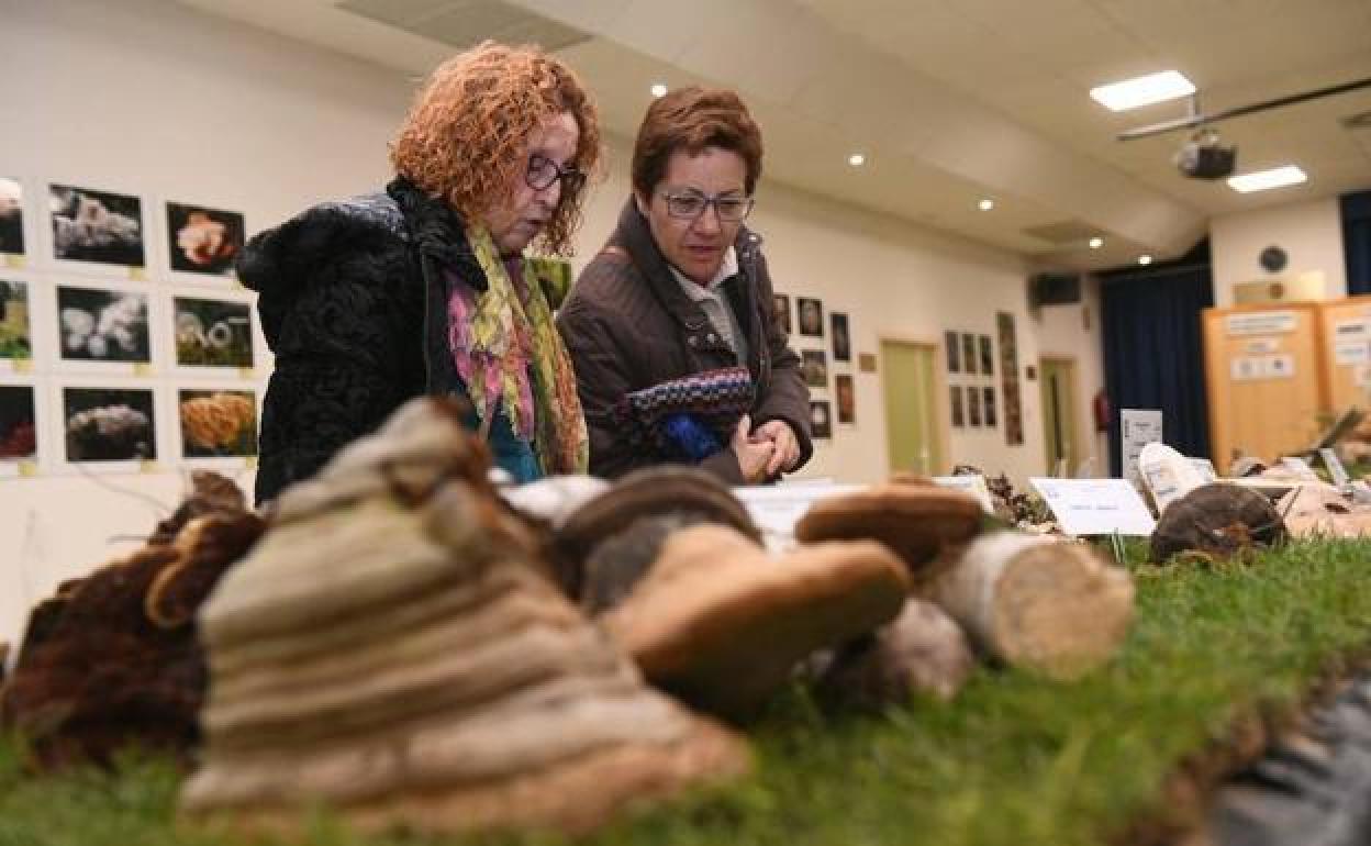 Especies expuestas en la muestra de las jornadas micológicas. 