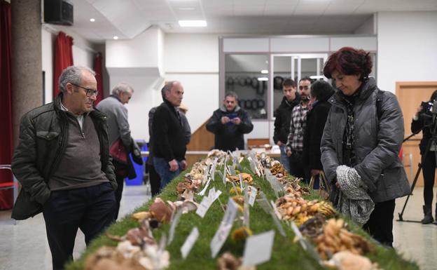 Exposición micológica en el centro cívico zona sur. 