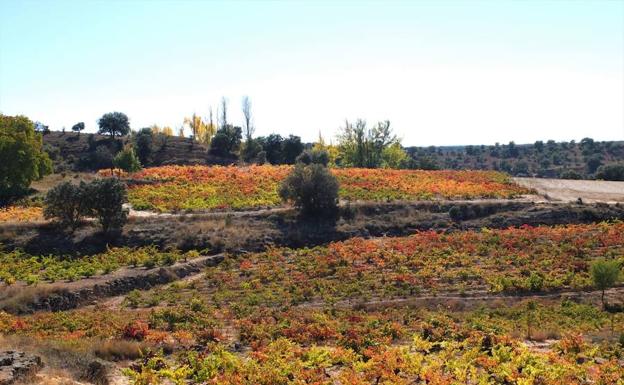 Viñas otoñadas con las que se elaboran los vinos de la bodega Dominio de Atauta, en Atauta (Soria). 