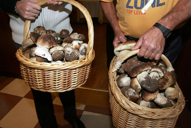 Dos cestas de boletus recogidos en Segovia. 