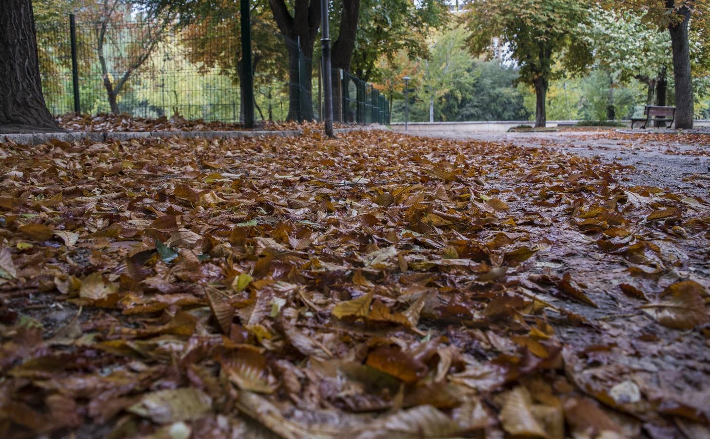 Fotos: El otoño viste a Valladolid