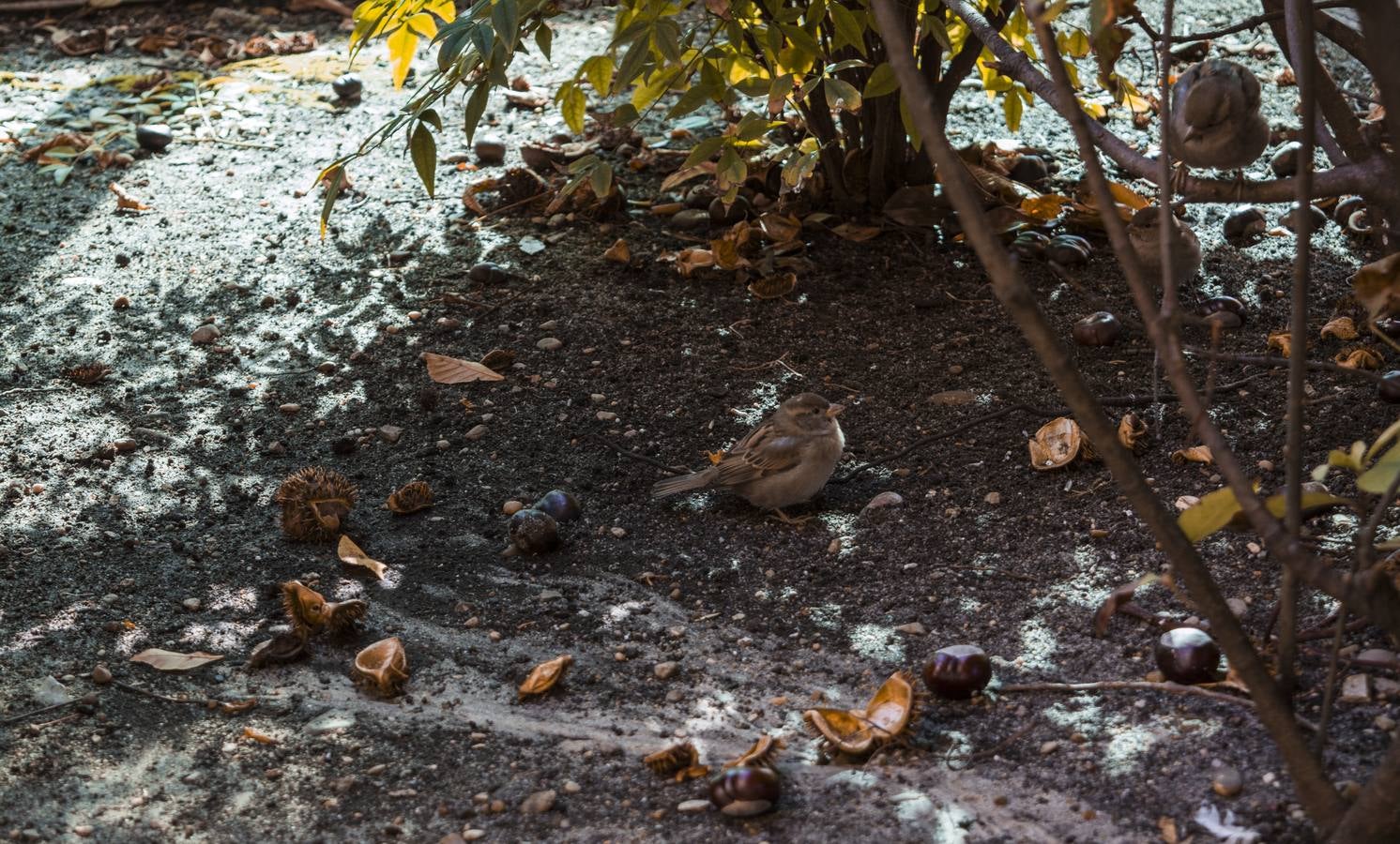 Fotos: El otoño viste a Valladolid