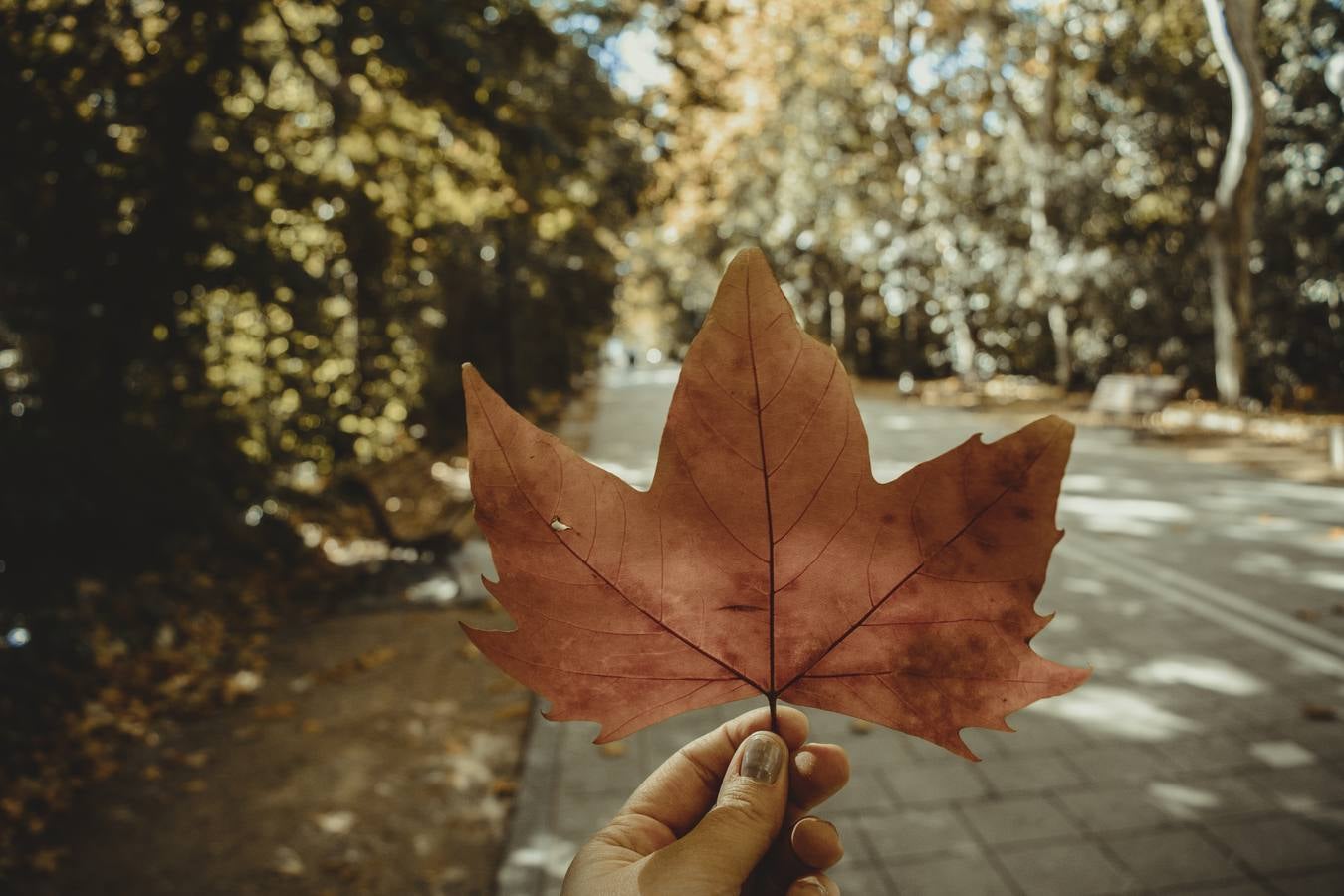 Fotos: El otoño viste a Valladolid