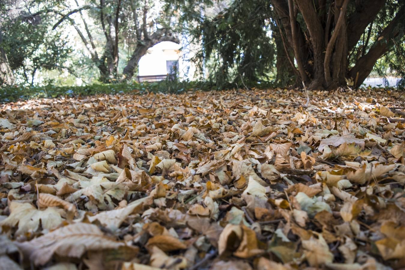 Fotos: El otoño viste a Valladolid