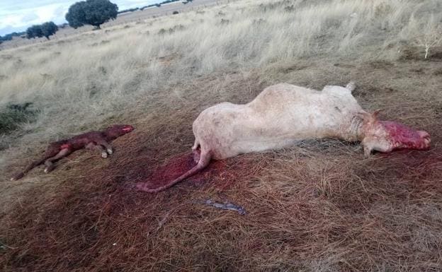 Imagen de la vaca y el ternero recién nacido muertos tras el ataque de los buitres. 