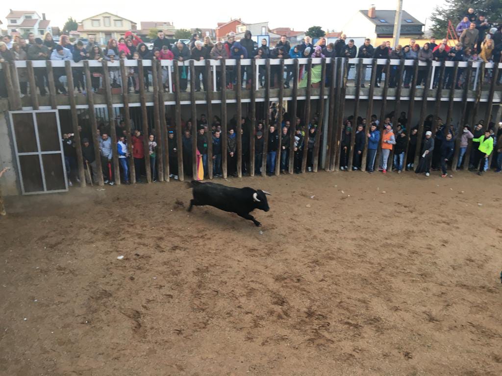  Traspinedo recibió este sábado a cientos de personas para asistir a la suelta de dos novillos de las ganaderías de Ustárroz y Jara del Retamar 