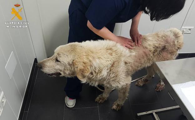 Perro abandonado en Palencia.