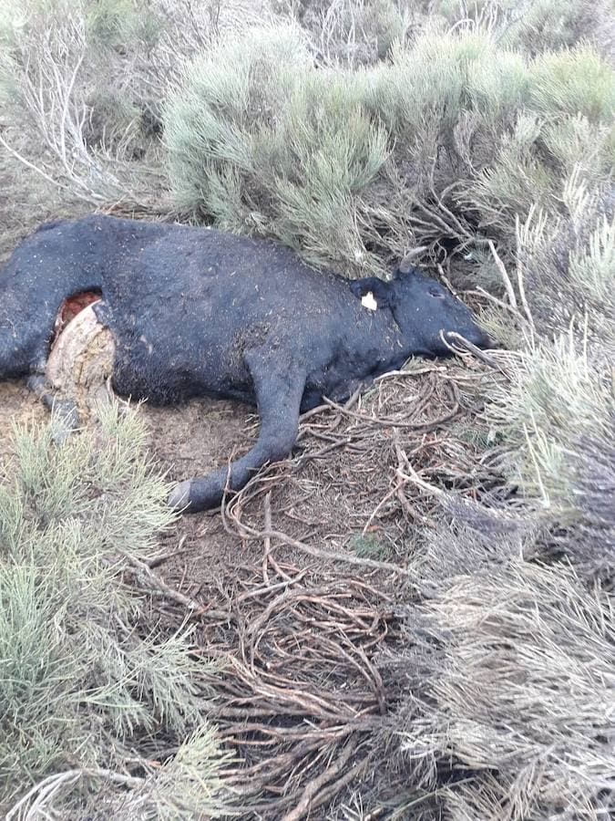 Tres animales muertos en la última semana en Hoyos de Collado (Ávila)