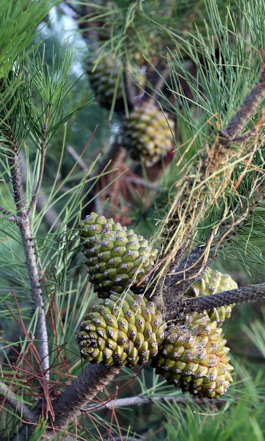 Piñas en su tercer y último año de crecimiento en un pino injertado