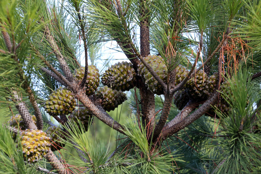 Piñas en su tercer y último año de crecimiento en un pino injertado