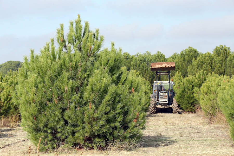 Un tractor trabaja en una plantación de pinos piñoneros injertados en Castilla y León.