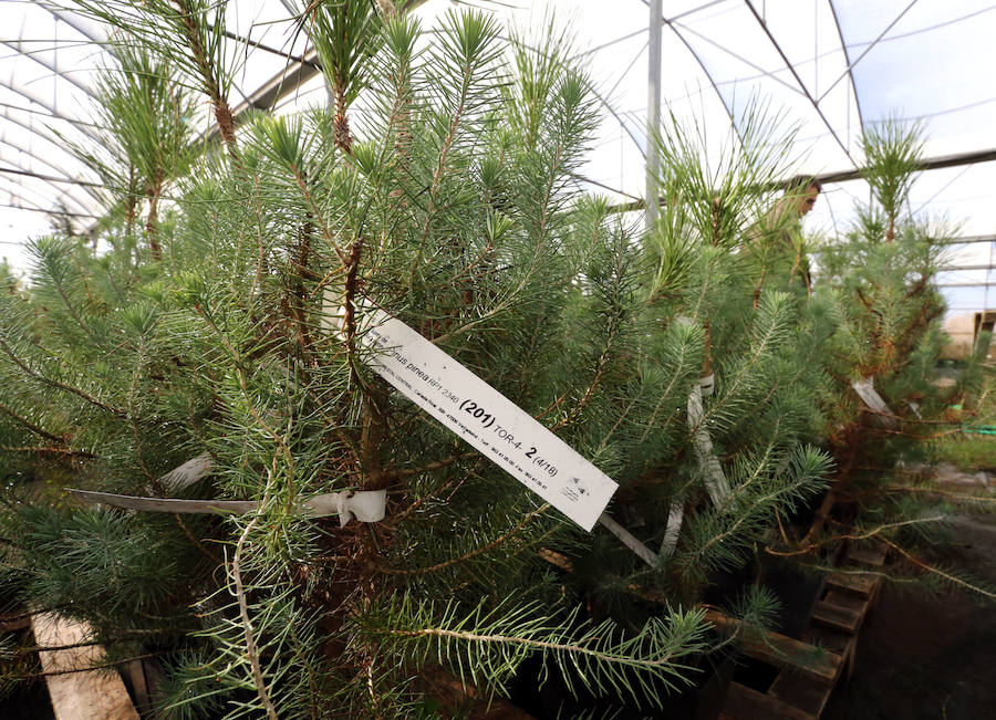 Pinos piñoneros injertados en el vivero forestal de Valladolid.