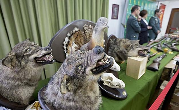Cráneos y cabezas de las especies protegidas que se han incautado al vallisoletano detenido. 
