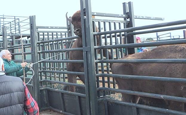Imagen principal - Los bisontes de Segovia, durante el control sanitario del 19 de noviembre.