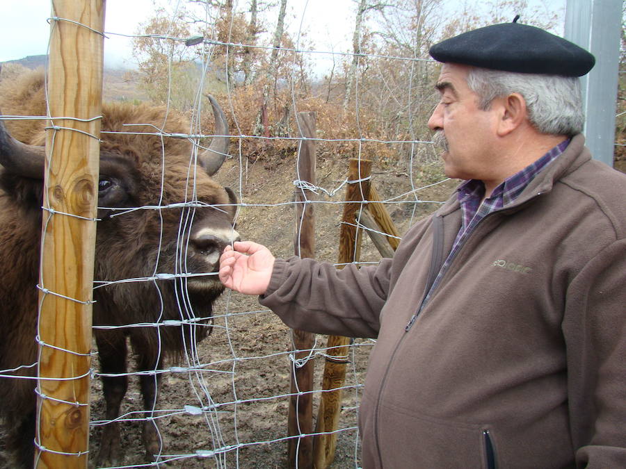 Jesús González acaricia a uno de los animales del Centro de Interpretación del Bisonte Europeo de San Cebrián de Mudá.