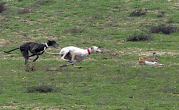 Campeonato Nacional de Galgos Copa del Rey celebrado en Nava del Rey en 2016. 