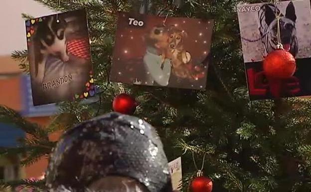 Un árbol de Navidad para adoptar perros