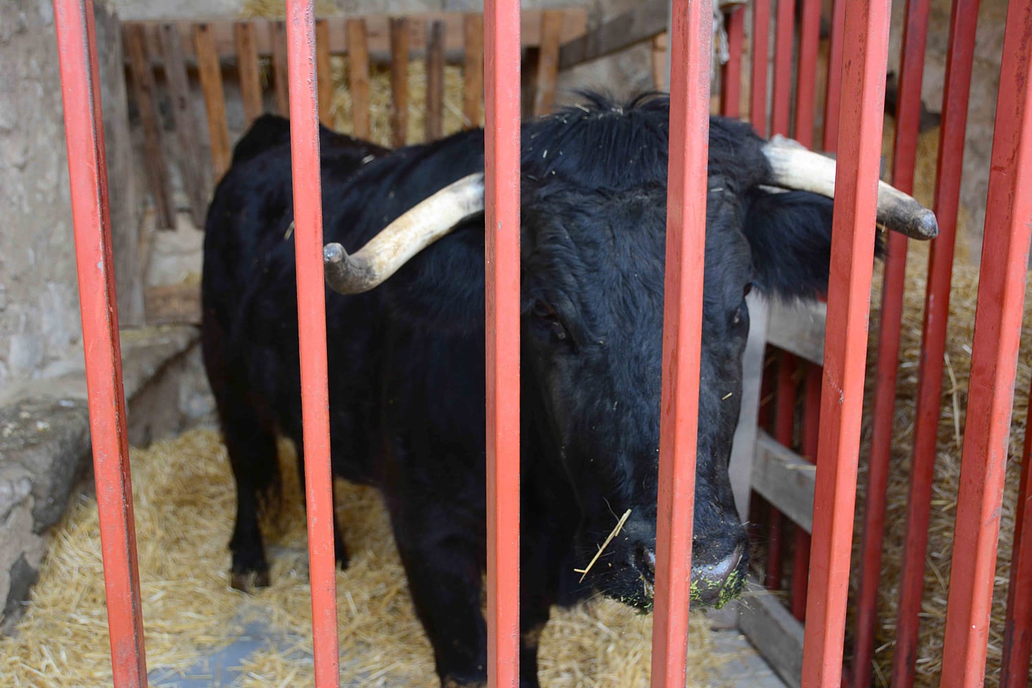 Sesenta actores y la representación de hasta 13 oficios castellanos se han dado cita en esta localidad de Torozos con motivo de la Navidad