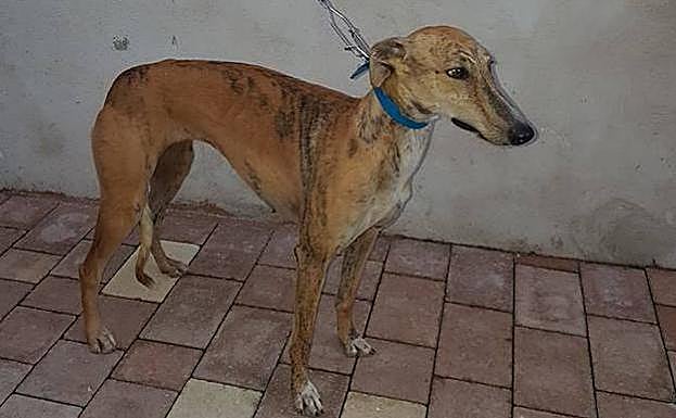 La galga Pelaya de Safesa, única vallisoletana en disputar el Campeonato Nacional de Galgos. 