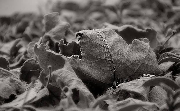 Imagen. Cencellada en Medina del Campo (Valladolid) 