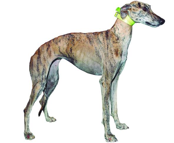 Fábula de Tron. Barcina clara. Nacida el 6 de junio de 2017. Campeona del III Grupo de Castilla y León. Club Galguero: Matacán.
