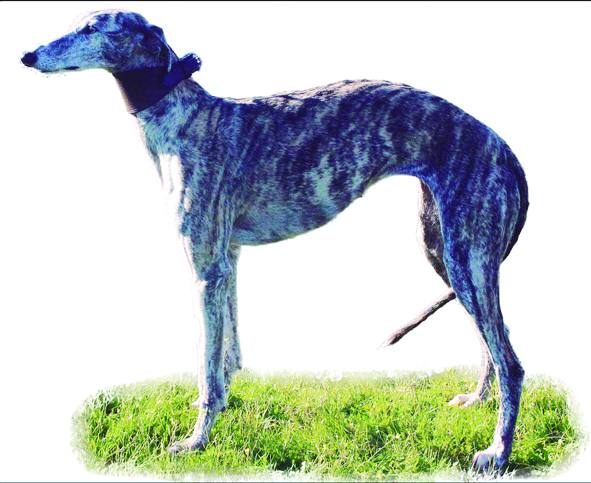 Mágica del Rocío. Barcina. Nacida el 4 de marzo de 2016. Campeona del I Grupo de Extremadura. Club Galguero: Alhambra.