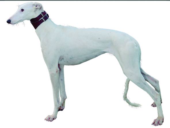 Paloma de Cerrano. Blanca. Nacida el 15 de mayo de 2016. Campeona del Grupo Mixto Andalucía-Castilla la Mancha. Club Galguero: La Hincosa.