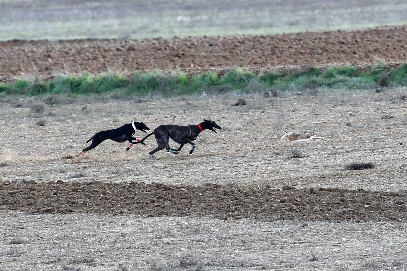 Fotos: Carreras del Campeonato Nacional de Galgos de Nava