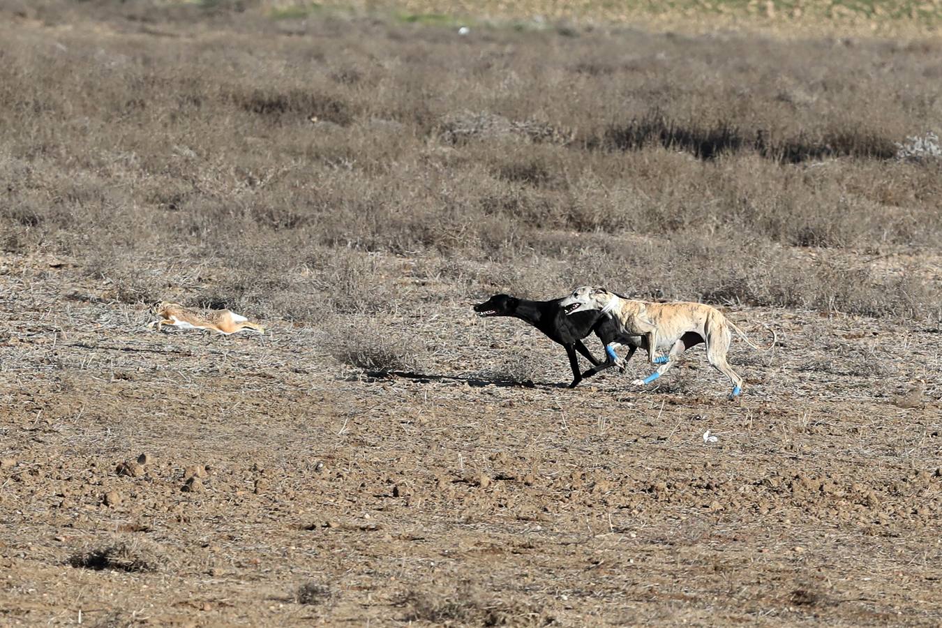 Fotos: Carreras del Campeonato Nacional de Galgos de Nava